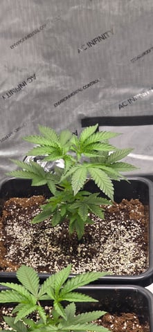 Lime Rian. — vegetative, day 29