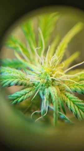 1st grow indoors(cardboard box to 2x2x4 to 5x5x6) — flower, day 99