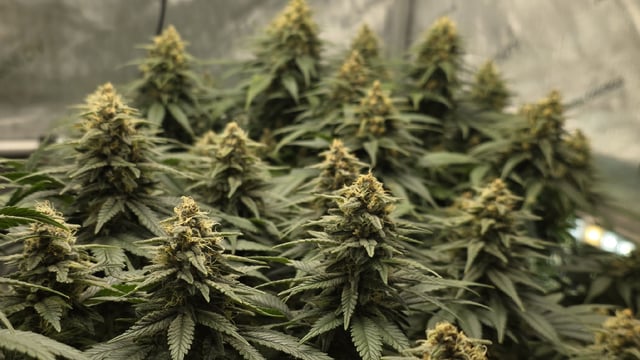 Original 1990 genetics  — flower, day 107