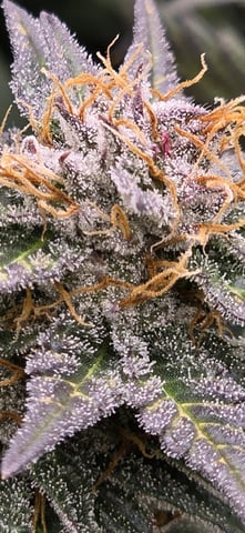 SBJ Clones — flower, day 113