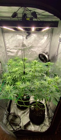 Skunk #1 — flower, day 94