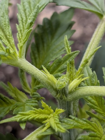 Cinderella 99 — vegetative, day 22