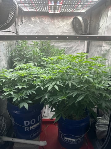Grow#2 — flower, day 48