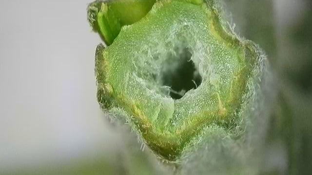 Ace Killer OG — vegetative, day 2