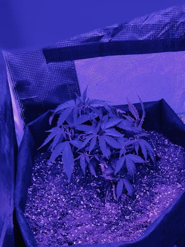 Banjo Clones — vegetative, day 69