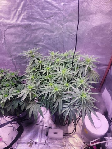 2 Week Old Babies — vegetative, day 28