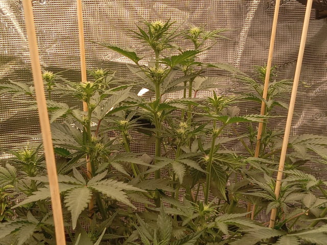 5 Autos — vegetative, day 10