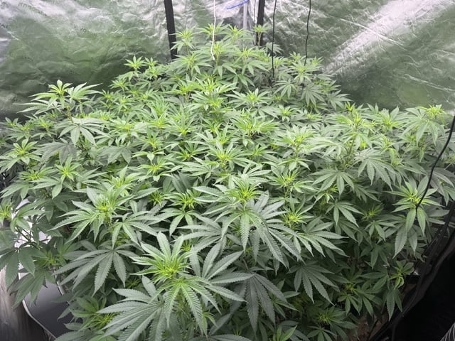 7 Strains 14 Plants  — flower, day 90