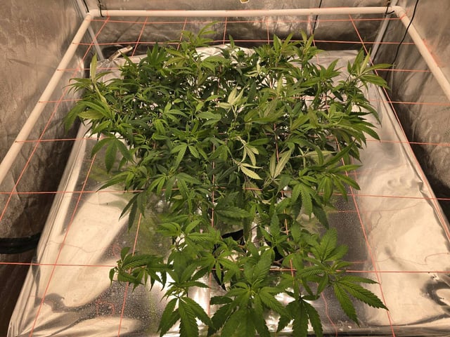 Platnium Jelly — vegetative, day 58