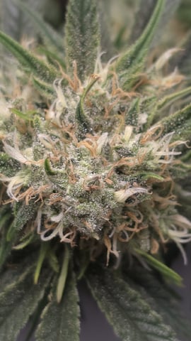 lilac diesel Rbx2 — flower, day 107
