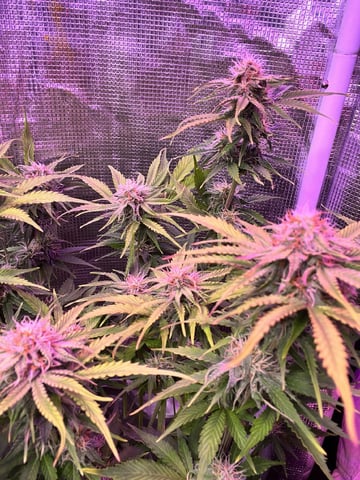 Milky Way F1 (2nd Try)  — flower, day 60