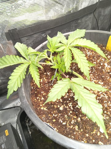 critical purple kush x peyote wifi  in the auto pot system tray 2 grow with added microhazian to the coco coir  — vegetative, day 21