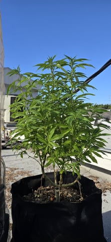 CzechsMex 2.0 — vegetative, day 141