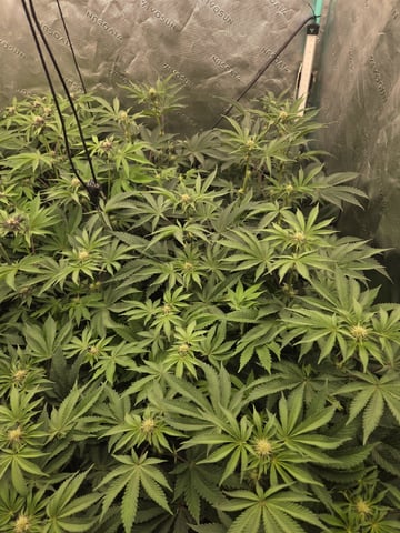 Relentless Genetics Trop Cherry S1 — flower, day 43