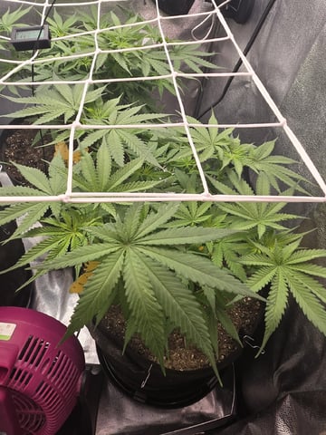 first grow second plant  — flower, day 53