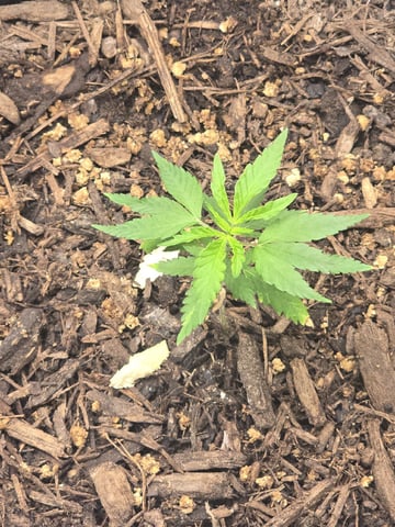 new start — vegetative, day 35