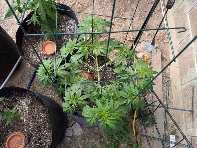 October Start — flower, day 73