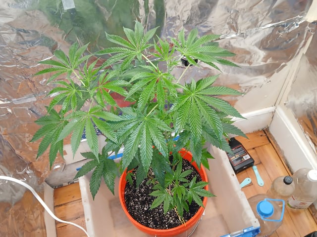 triangle kush  — vegetative, day 15