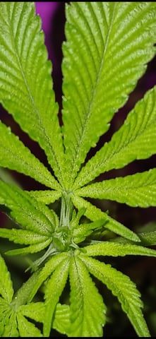 triangle kush  — flower, day 52