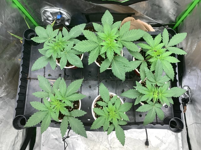 Papaya Frosting  — vegetative, day 20