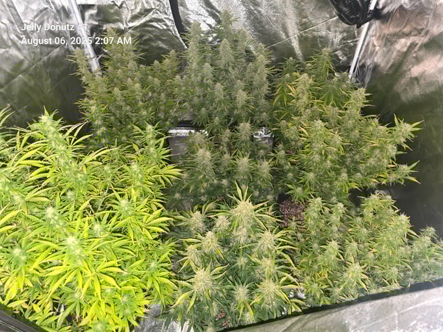 2nd Autoflower Indoor Grow — flower, day 71