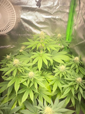 2nd Try — flower, day 77