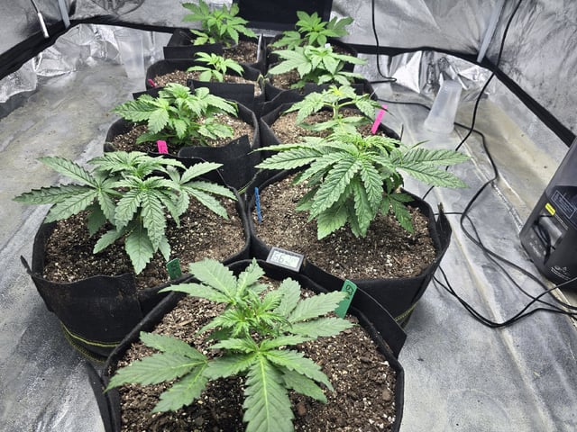 Autos AGAIN — vegetative, day 24