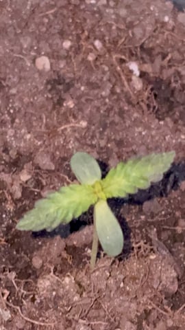 Muliflex — vegetative, day 18