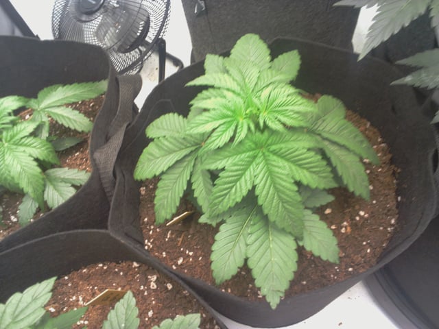 #2 — grow_setup, day 1
