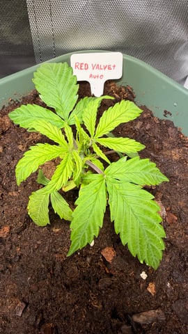 Mix Strand — seedling_rooting, day 22