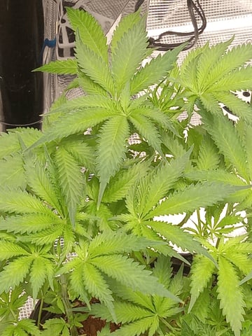 critical purple kush x peyote wifi  in the auto pot system tray 2 grow with added microhazian to the coco coir  — vegetative, day 47