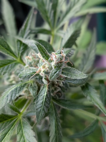 My First Grow 🪴 April '26