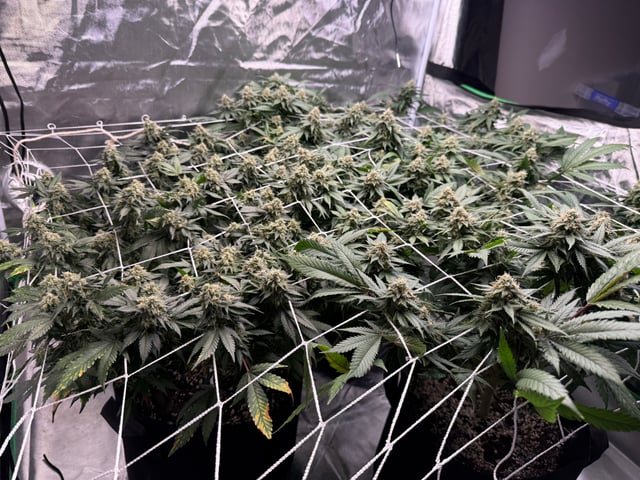 Green Gelato — flower, day 91