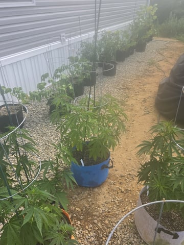 Outdoors L.S.D and Cinderalla 99  — vegetative, day 16