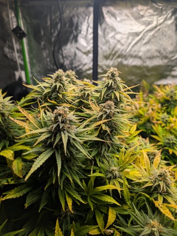 First Legal Grow — flower, day 127