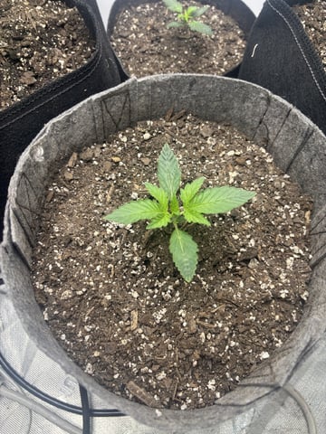 Hulk Berry Auto — seedling_rooting, day 2