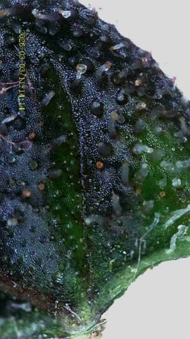 1st Auto Grow (LSD + BrB) - 1st indoor Grow — flower, day 74