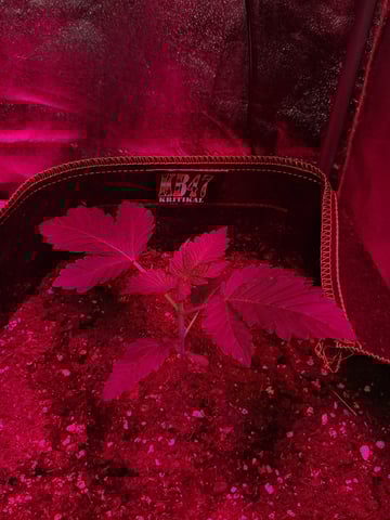 II — vegetative, day 11