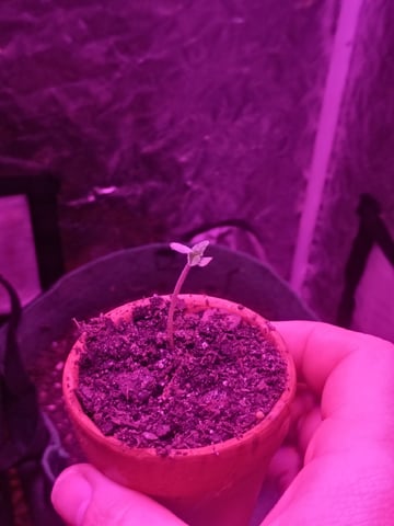 OG Kush Photoperiod  — germination, day 5