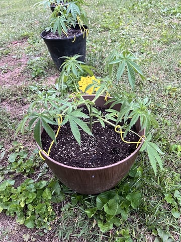 2026 Outdoor — vegetative, day 48