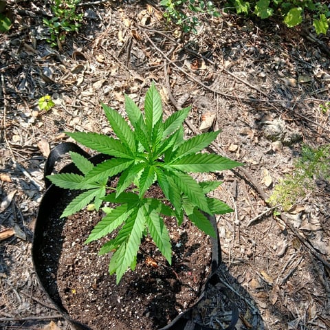1GreenThumb — vegetative, day 251