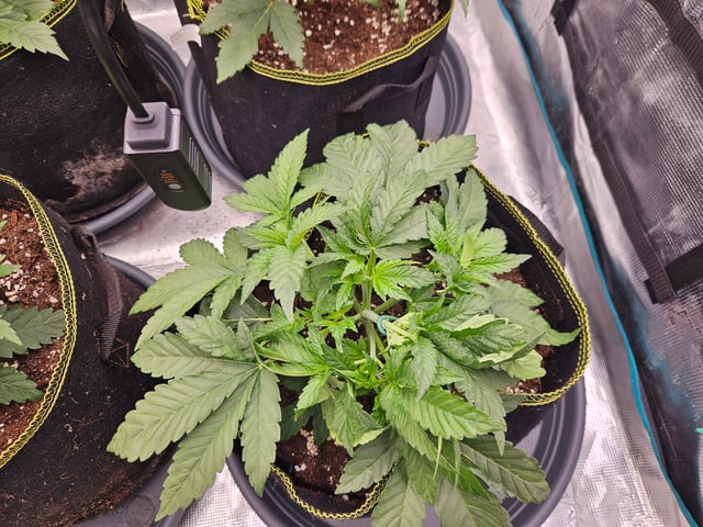 Double Trouble  — vegetative, day 26