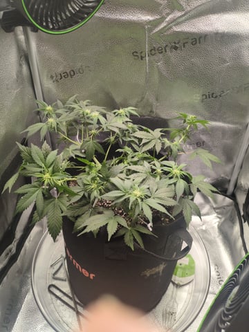 OG III — seedling_rooting, day 35