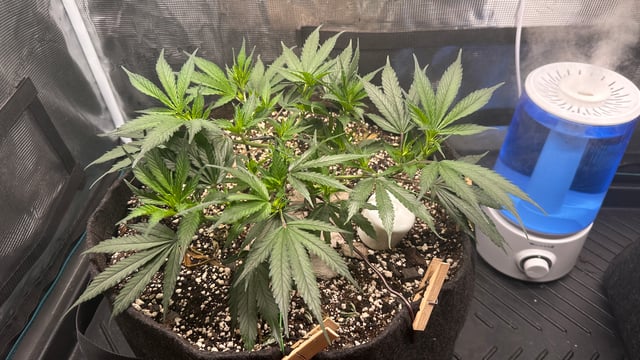 First photo from clone 