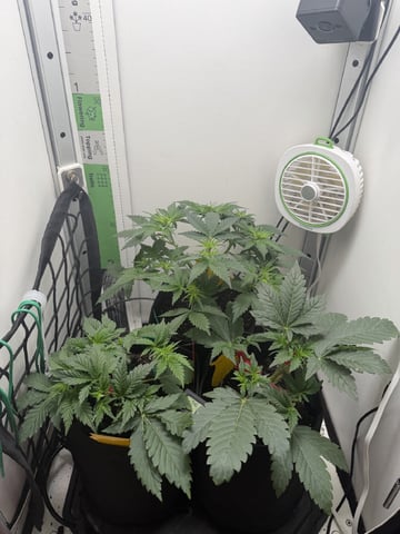 Midsummer Outdoor — vegetative, day 28