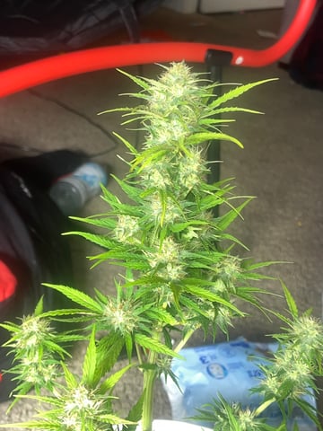Wedding Cake Zkittlez — flower, day 23
