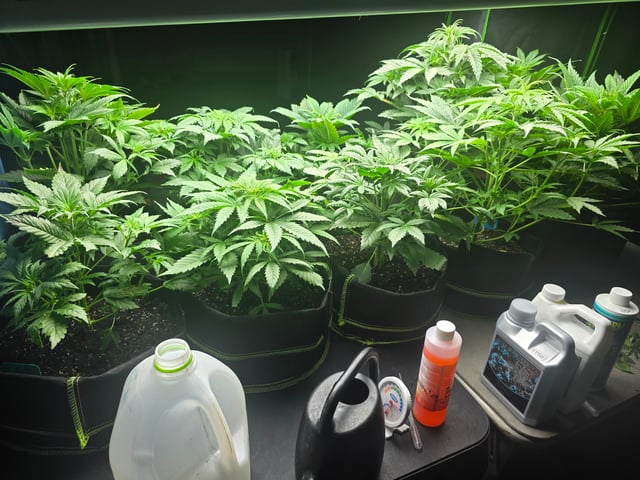 2nd Autoflower Indoor Grow — vegetative, day 33