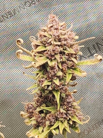 Another round of Mephisto Genetics from Schoolyard Crush and Do-si-delirium drops. — flower, day 90