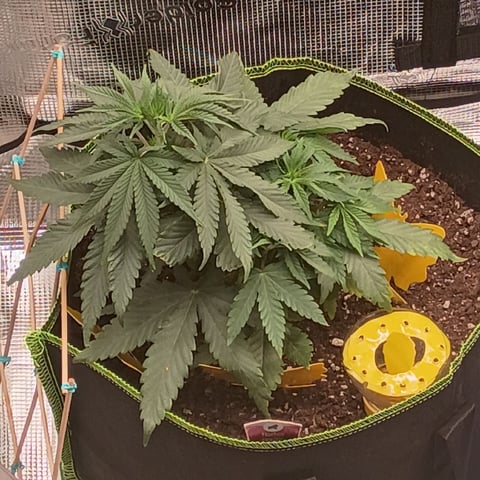 TentPlantLightFan — vegetative, day 39
