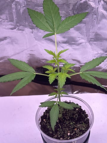 PeanutButter Cookies — vegetative, day 32